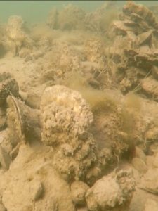 Oyster reefs improve water quality in Chesapeake Bay by filtering sediments. They also provide habitat for many other organisms. (WYDaily/L. Kellogg/VIMS)