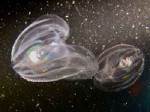 The comb jelly Mnemiopsis leidyi. WYDaily/Courtesy S. Wilson/VIMS)