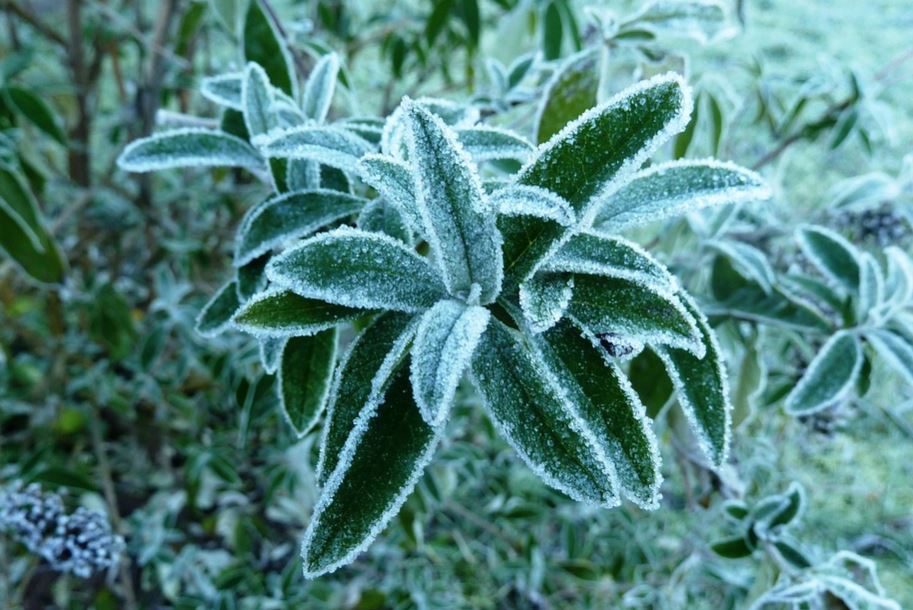 Freezing temperatures could kill crops and vegetation. (WYDaily/ Courtesy Pixabay user Kit)