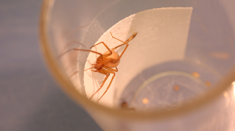 A specimen of the stable of around 100 brown recluse spiders being studied in the Integrated Science Center lab of Hannes Schniepp. He leads a group studying the properties of the silk spun by the venomous arachnids. (WYDaily/Courtesy Stephen Salpukas)