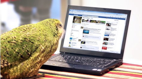 Sirocco, a 21-year-old male ground-dwelling parrot native to New Zealand’s rainforests, has more than 200,000 followers on Facebook and Twitter. (WYDaily/Courtesy Mark Carwardine/NPL/Minden)