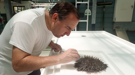 William & Mary biologist Jonathan Allen carefully works between the sharp spines of a mature crown-of-thorns starfish, a creature wreaking havoc on Australia’s Great Barrier Reef. (WYDaily/Courtesy Jonathan Allen lab)