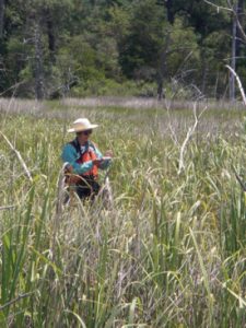 Julie Bradshaw of CCRM records plant types within a tidal marsh as part of VIMS' Tidal Marsh Inventory. (WYDaily/CCRM/VIMS)