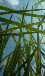 Seagrass beds provide better nursery habitat than flat stretches of seafloor sand or mud because of their many nooks and crannies. (Southside Daily/E. French-E. Shields/VIMS)
