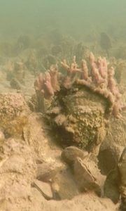 Further study is needed to better understand the importance of oyster reefs as nursery habitat. (Southside Daily/L. Kellogg/VIMS)