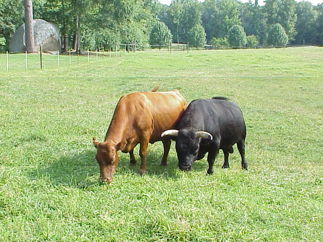 Ms. Fermoy and a bull owned by Gene Bowen named Brenn graze together. The photo was taken before Ms. Fermoy died about a decade ago. (WYDaily/Courtesy of Gene Bowen)