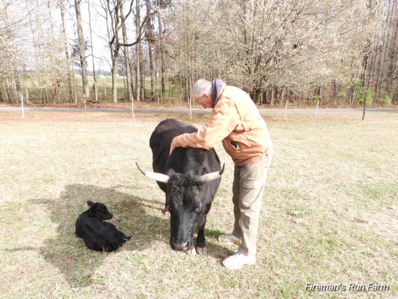 Gene Bowen with Eve of Paradise and her new calf, Titian of Paradise. Titian was born March 8, 2019 and carries a gene for red coloring. His birth means Bowen would potentially breed a red Legacy Dexter in the future. (WYDaily/Courtesy of Tracey Leftwich)
