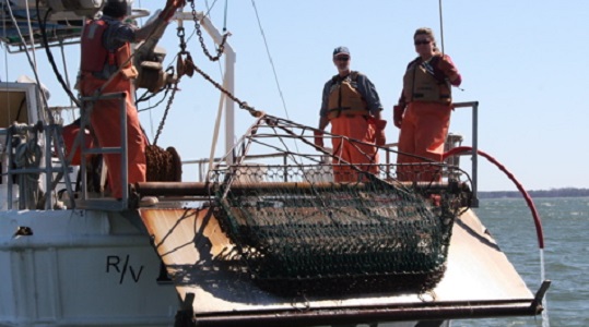 Members of the VIMS Dredge Survey team in action. From L: Captain Durand Ward, Mike Seebo, and Kathleen Knick prepare to deploy the crab dredge from the R/V Bay Eagle at a site in the York River. (Southside Daily/VIMS/David Malmquist)