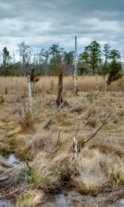Sea-level rise can transform many different species of coastal trees into ghost forests, including palms. (Southside Daily/Amy Langston)