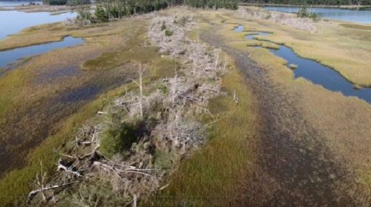 A ghost forest develops atop the Catlett Islands along the north shore of the York River just upstream from the Virginia Institute of Marine Science in Gloucester Point. (Southside Daily/M. Kirwan/VIMS)