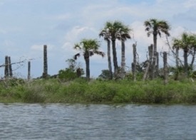 Sea-level rise can transform many different species of coastal trees into ghost forests, including palms. (Southside Daily/Amy Langston)