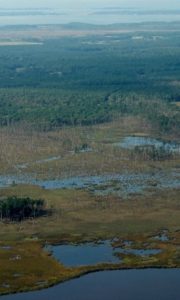 Sea-level rise, marked by ghost forests and abandoned farm fields, will mostly impact rural land–much of it privately owned. (WYDaily/M. Kirwan/VIMS)
