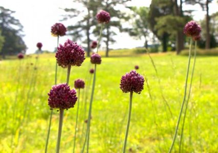 The Yorktown Onion (WYDaily/Courtesy of National Park Service, Colonial National Historical Park - Yorktown Battlefield)