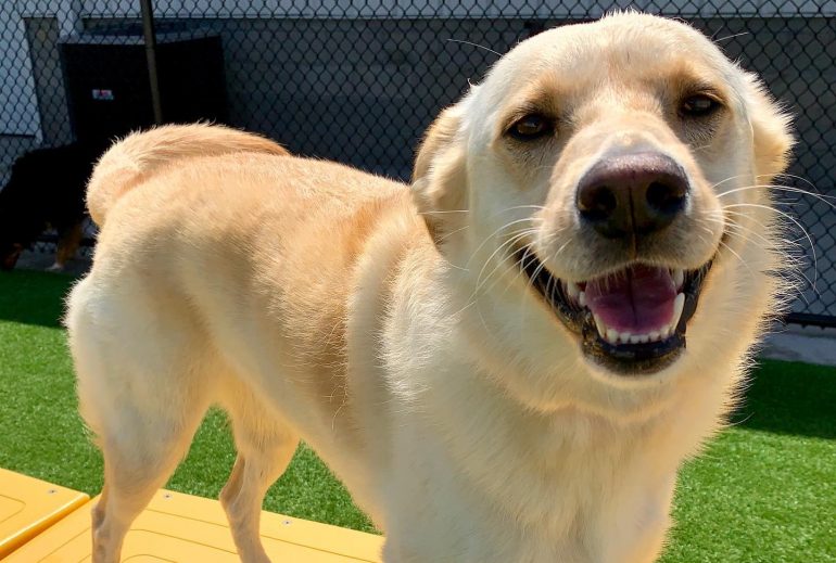 (WYDaily/ Courtesy of PetSuites Chesapeake)