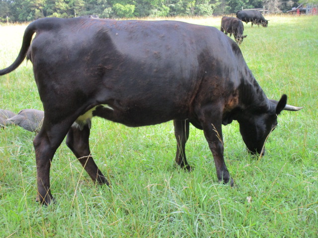 A Dexter cow at Paradise Farm in Dinwiddie County is expected a calf, which could be another piece to the puzzle to restore the Legacy red Dexter breed. (WYDaily/Courtesy of Gene Bowen)