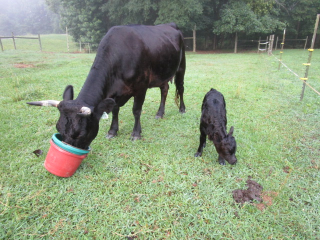 Lilith's first day at the feed trough on Monday, July 8, 2019. (WYDaily/Courtesy of Gene Bowen)