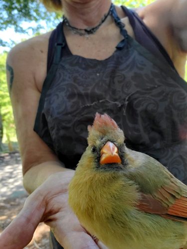 A mother cardinal hit by a car. (WYDaily/Courtesy of Julie Wallace)
