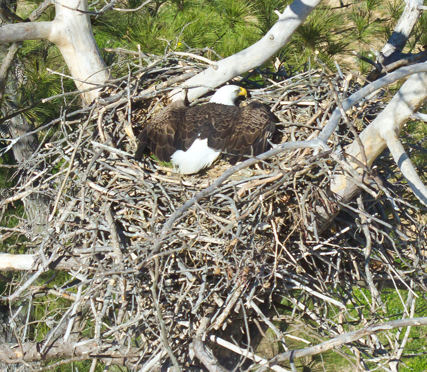 Bald eagle in an unusual “spread eagle” pose on a nest near Hopewell along the James River. (WYDaily/Courtesy of Bryan Watts)