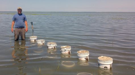 VIMS Assistant Professor Matt Kirwan on Hog Island, VA where he is simulating overwash fan deposition to measure the impacts of storms on marshes. (WYDaily/Courtesy of David Walters)