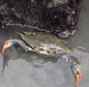 A VIMS study is looking at how ocean acidification might affect the predator-prey interaction between blue crabs and clams. (K.Rebenstorf/VIMS/WYDaily)