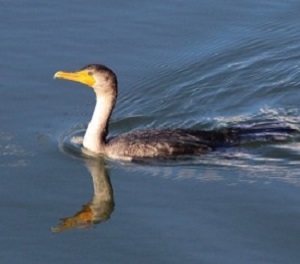 Studies with cormorants reveal that increased turbidity may lower feeding success among these highly visual avian predators. (D. Malmquist/VIMS/WYDaily)