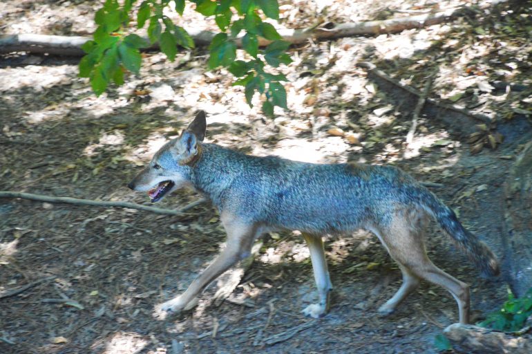Scarlett, a female red wolf, was recently acquired by the Virginia Living Museum several months ago. (WYDaily/ Courtesy of the Virginia Living Museum)