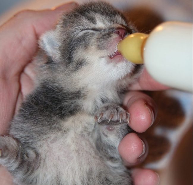 No More Chasin Tails is hosting a foster kitten care workshop in November. (WYDaily/ Courtesy of Pixabay)