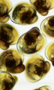 Oyster larvae in the hatchery at VIMS. (Lauren Gregg/VIMS/Southside Daily)