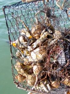 A derelict crab pot recovered from the Eastern Shore is filled with blue crabs and whelks. (Mark Pruitt/VIMS/WYDaily)