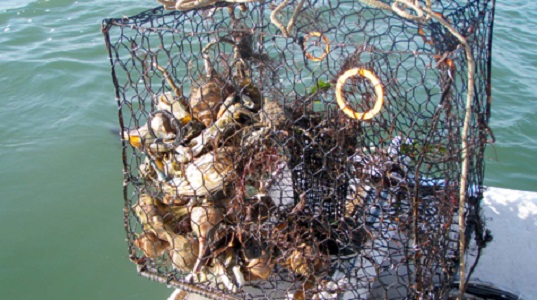 A recovered derelict crab pot filled with blue crabs and whelks. (Mark Pruitt/VIMS/WYDaily)