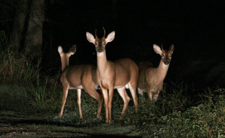 As mating season picks up, motorists should keep an eye out for deer crossing the roadways. (WYDaily/Flickr)