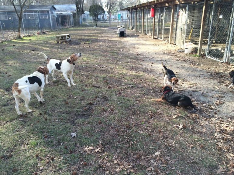 The Animal Aid Society in Hampton is raising funds to rebuild their facility up to state code (WYDaily/Courtesy Kelly Loer)