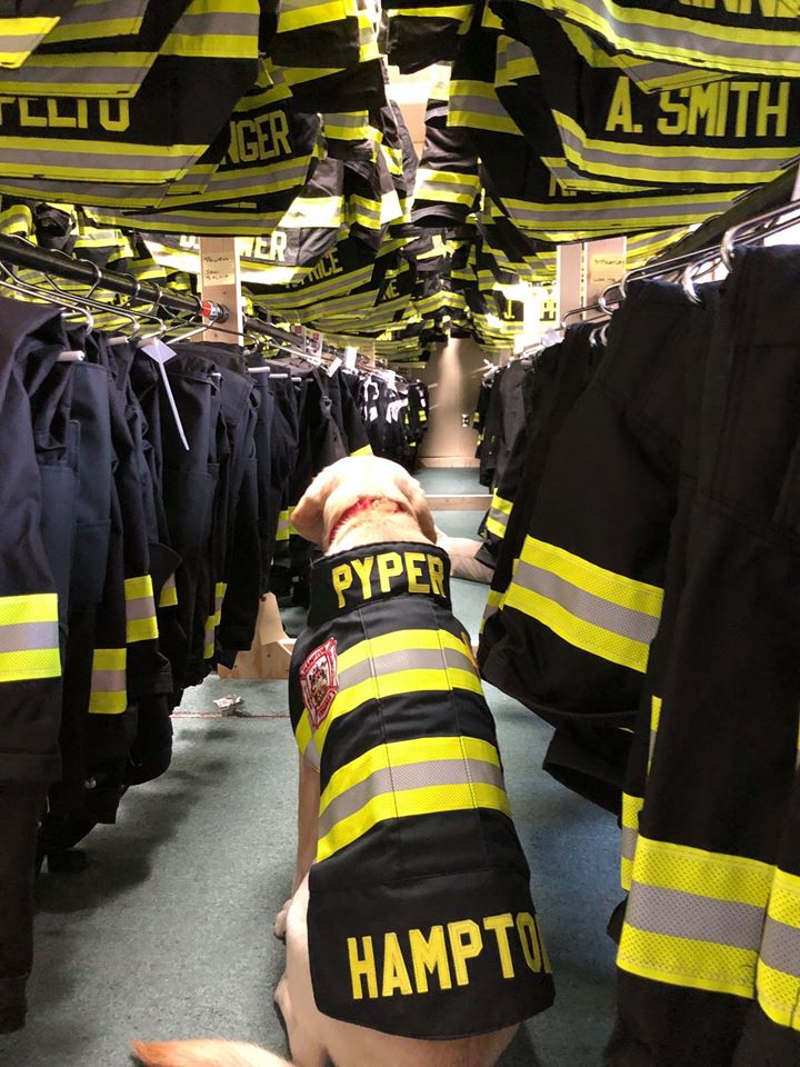 Pyper, an accelerant detection K9 in Hampton, wears her new turnout coat. (WYDaily/Courtesy the Hampton Division of Fire & Rescue)