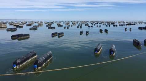 Floating oyster cages at the Windmill Point oyster farm near the mouth of the Rappahannock River. Cages are spaced relatively far apart, making the farm a low-density operation. (Grace Massey/VIMS/WYDaily)