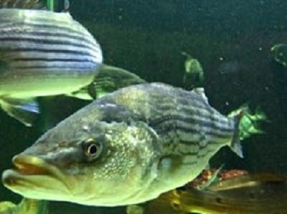 Low oxygen levels can force striped bass from the cool bottom waters they prefer. (D. Malmquist/VIMS/WYDaily)