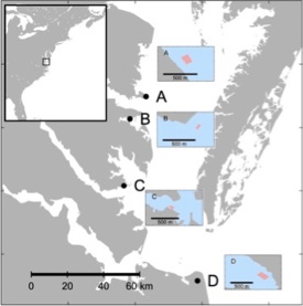 The team conducted the study within and adjacent to oyster farms at four sites in the lower Chesapeake Bay: Windmill Point (A), Bland Point (B), Monday Creek (C), and Broad Bay (D). (J. Turner/VIMS/WYDaily)