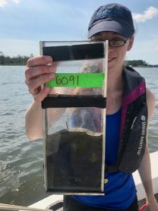 VIMS Ph.D. Student Danielle Tarpley holds a sediment core collected from the oyster farm in Broad Bay of the Lynnhaven inlet. Well-oxygenated surface sediments like the light-colored top of this core were found at all oyster farms in this study. (J. Turner/VIMS/WYDaily)