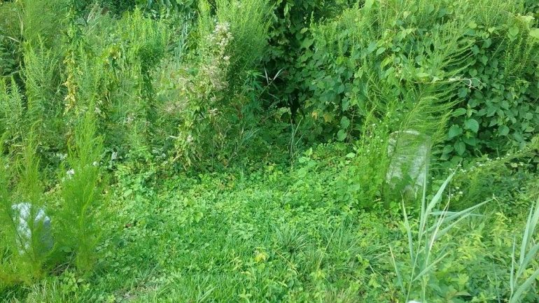 A headstone at Oakland Cemetery in Hampton is covered by overgrown grass and greenery. (WYDaily/Courtesy Marquita Latta)