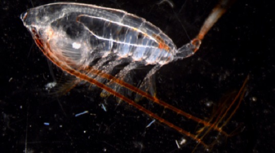 The copepod Neocalanus cristatus, a vertical migrator. (Karen Stamieszkin/VIMS/EXPORTS/WYDaily)