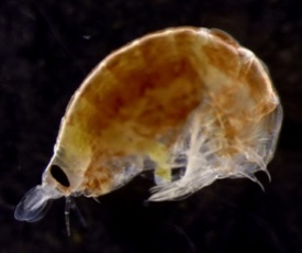 The vertically migrating amphipod Vibilia propinqua. (K. Stamieszkin/VIMS/WYDaily)