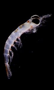 The vertically migrating euphausiid Thysanoessa inspinata. (K. Stamieszkin/VIMS/WYDaily)