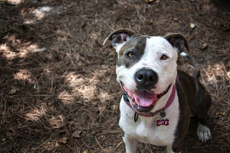 Pitbull breed dogs tend to have a hard time getting adopted, said Jennifer Lafountain, volunteer and community engagement manager with Heritage Humane Society. But thanks to local rescue organizations such as Bully Advocate and Rescue Collective, these dogs are getting second chances with loving homes. (WYDaily/Courtesy Maria Schiefer)