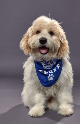 Sparkle will be competing for Team Fluff in Animal Planet's annual Puppy Bowl on Sunday. (WYDaily/Courtesy VBSPCA)