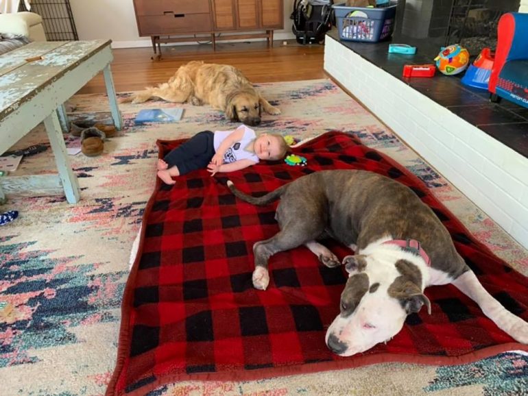 Maria Schiefer, founder of Bully Advocate and Rescue Collective in Hampton Roads, said pitbull breed dogs can have a loving and friendly nature if they're in the right environment. (WYDaily/Courtesy Maria Schiefer)