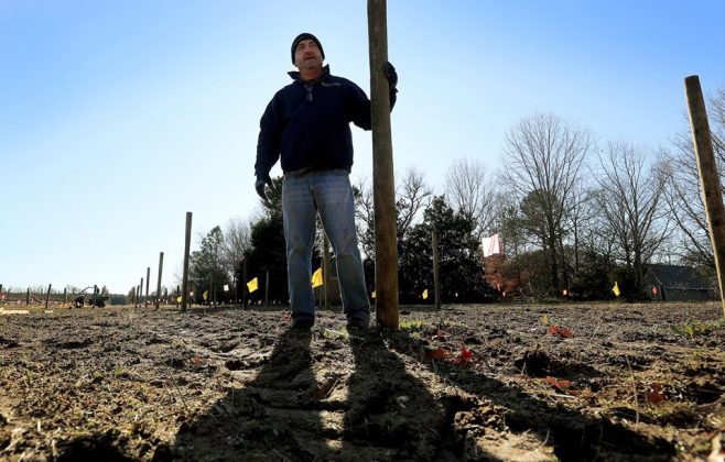 The Williamsburg Winery team prepared the land and installed the poles to support the vines in late December 2019 and into January 2020 and expect to place the over 9,100 plants between February and March. (WYDaily/Courtesy of The Williamsburg Winery)