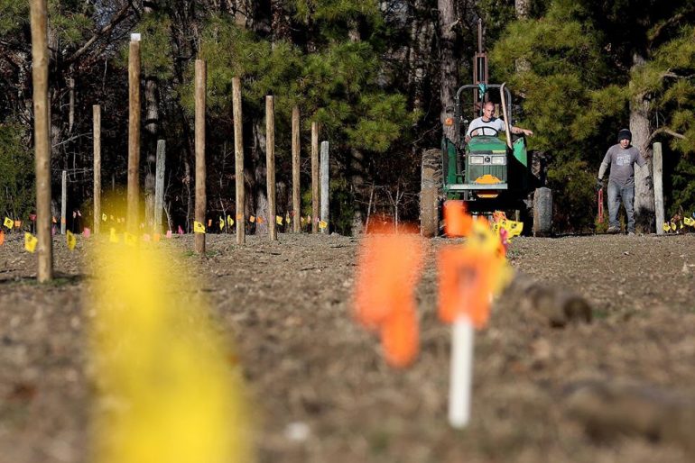 The Williamsburg Winery team prepared the land and installed the poles to support the vines in late December 2019 and into January 2020 and expect to place the over 9,100 plants between February and March. (WYDaily/Courtesy of The Williamsburg Winery)