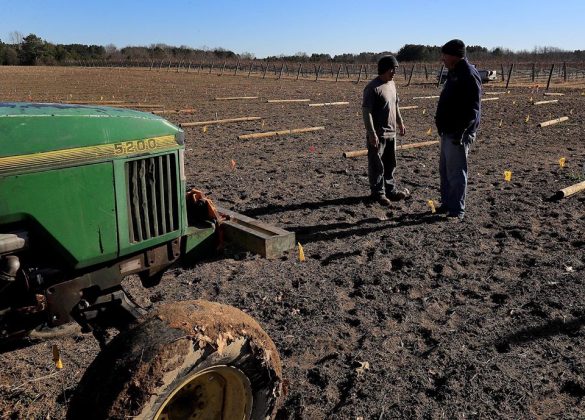 The Williamsburg Winery team prepared the land and installed the poles to support the vines in late December 2019 and into January 2020 and expect to place the over 9,100 plants between February and March. (WYDaily/Courtesy of The Williamsburg Winery)