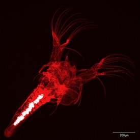 The white specks in the gut of this larval brine shrimp are microplastic particles from the breakdown of polyurethane foam. (Hamish Small/VIMS/WYDaily)