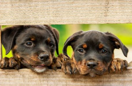 The annual Fido Fest at Jamestown Beach Event Park is Saturday, March 21. (WYDaily/ Courtesy of the James City County)