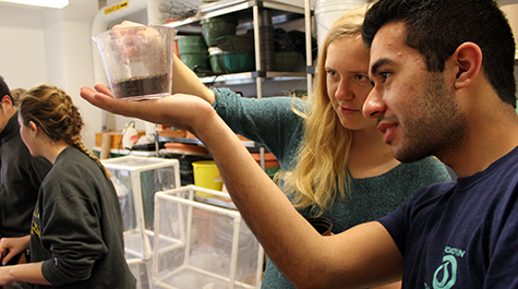 Sarah Rowe '23 and Yousuf Barekzay '23 mix soil in the Willliam & Mary greenhouse. (WYDaily/Courtesy of Adrienne Berard)